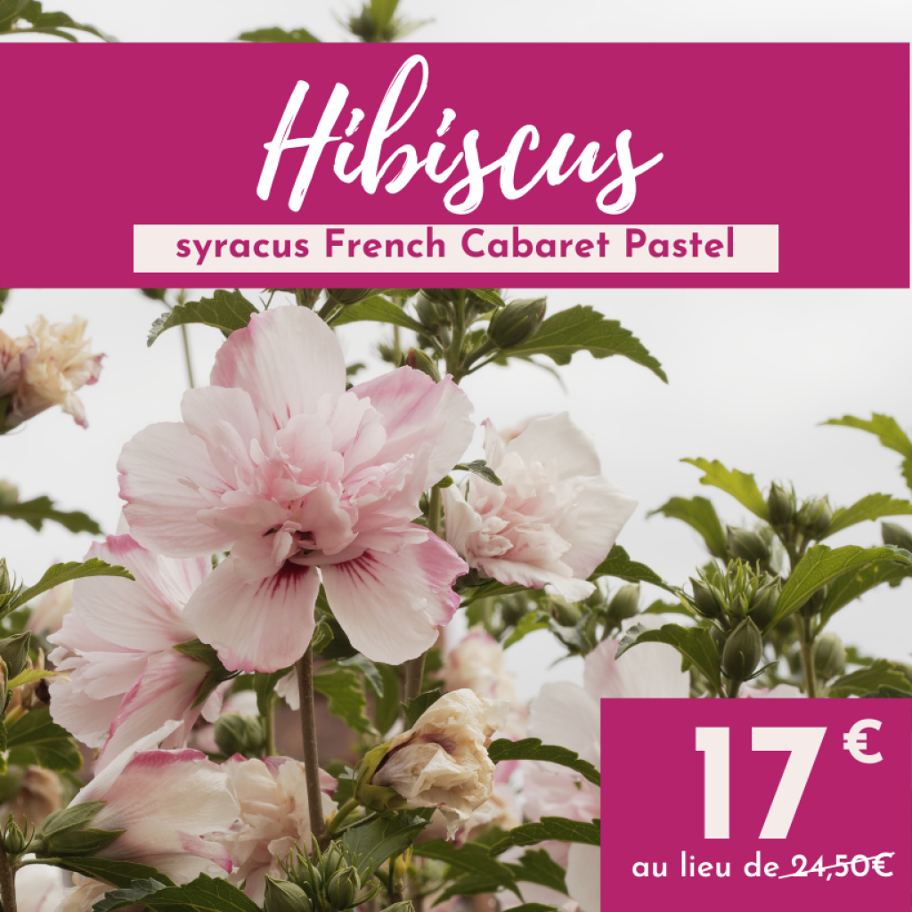 Hibiscus syriacus French Cabaret Pastel - Ibisco