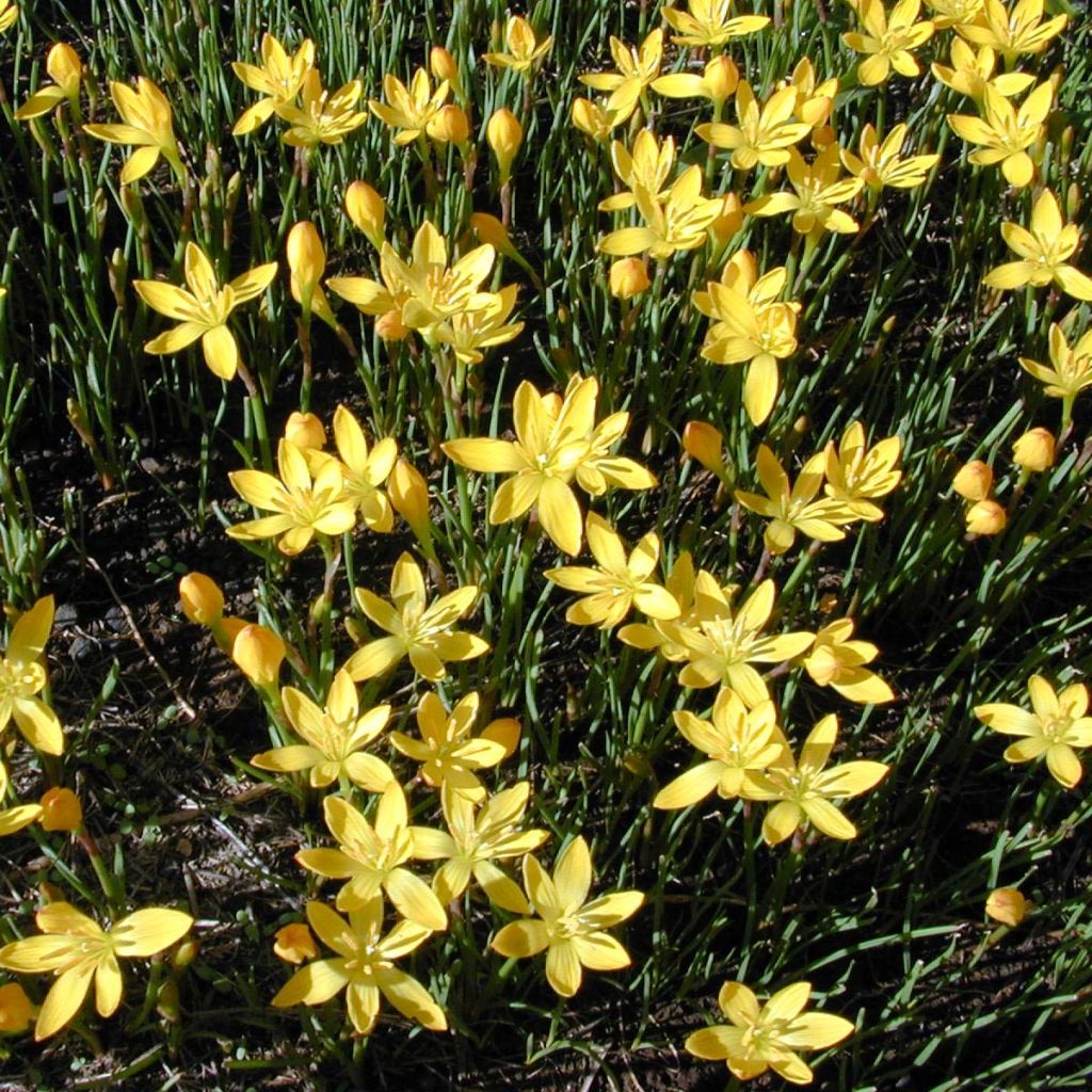 Zephyranthus citrina