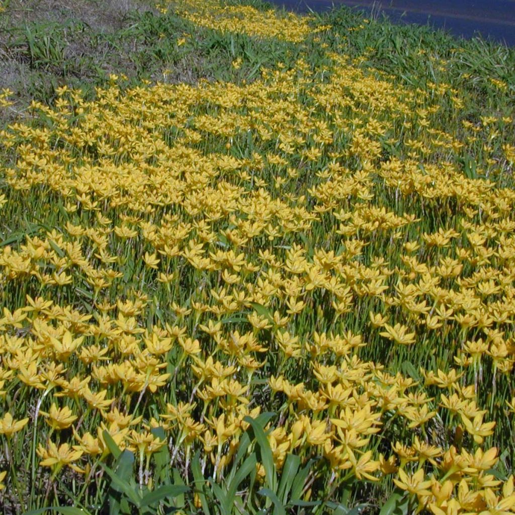 Zephyranthus citrina