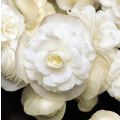 Begonietta Doublet White