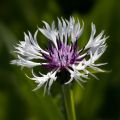 Centaurea montana Purple Heart - Fiordaliso montano