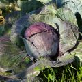 Cavolfiore Buscaro