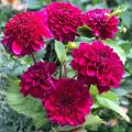 Dalia a fior d'anemone Purple Bouquet