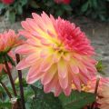 Dalia nana Delighing Glow