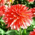 Dalia nana Fluorescent Glow
