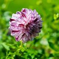Dalia ball Marble Ball