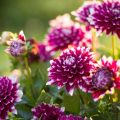 Dalia decorativa Mystery Day