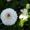 Dalia decorativa Seniors White