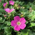Erodium Bishop's Form