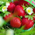 Fragola rifiorente 4 stagioni Mara des Bois