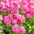 Violaciocca rossa Heritage Pink