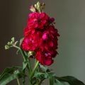 Violaciocca rossa Heritage Scarlet