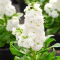 Violaciocca rossa Heritage White
