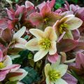 Helleborus nigercors Candy Love - Elleboro