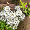 Iberis sempervirens - Iberide sempreverde