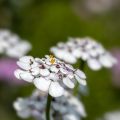 Iberis sempervirens Masterpiece - Iberide sempreverde