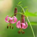 Giglio martagone - Lilium martagon