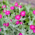 Lychnis coronaria - Crotonella coronaria