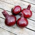 Cipolla Red Karmen