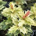 Osmanthus heterophyllus Tricolor - Osmanto