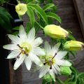 Passiflora caerulea Constance Elliot