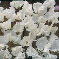 Pisello odoroso White Suprême