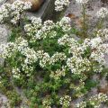 Sedum album Coral Carpet - Borracina bianca