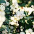 Symphorycarpos doorenboosii White Hedge - Sinforicarpo