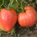 Pomodoro Rosa da Berna Bio - Ferme de Sainte Marthe