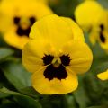 Viola cornuta Sorbet XP Yellow Blotch