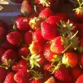 Fragola rifiorente Anaïs Bio