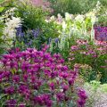 Monarda Scorpion