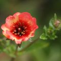 Potentilla nepalensis Miss Willmot