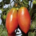 Pomodoro a forma allungata Cornabel