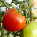 Pomodoro cuore di bue/Beefsteak Cuor di Bue (piante innestate)