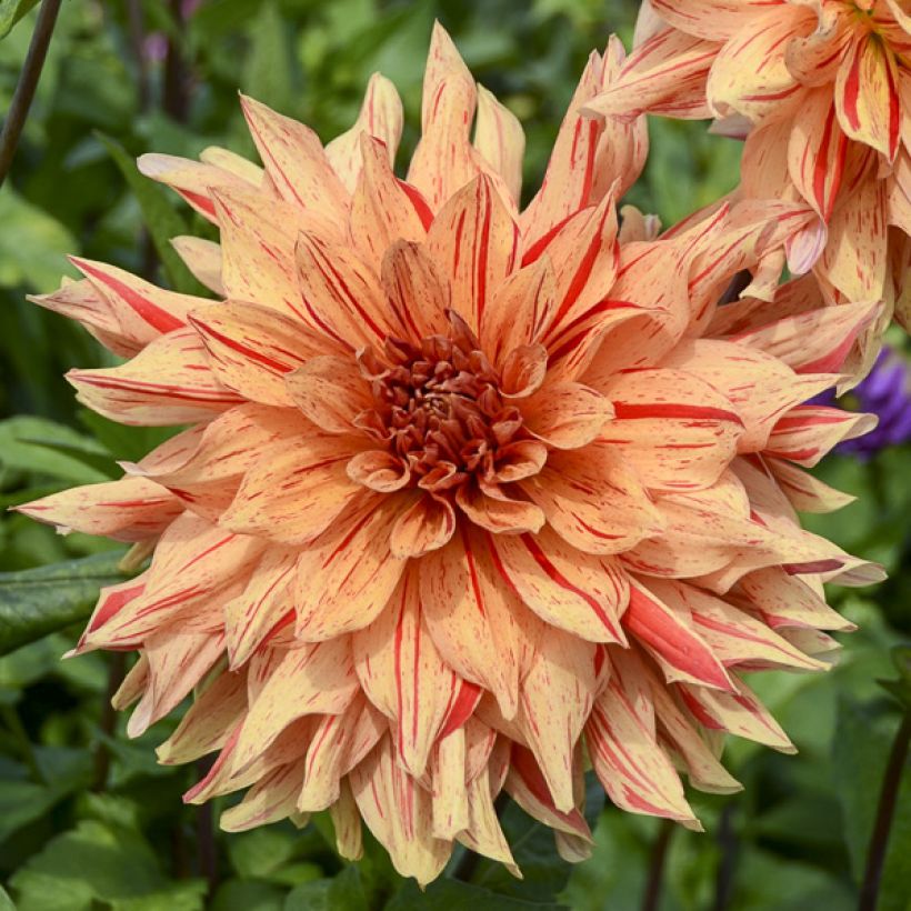 Dalia decorativa Clown (Fioritura)