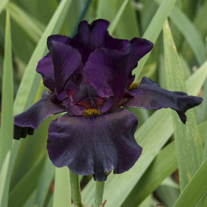 Iris germanica Old Black Magic - Giaggiolo paonazzo (Fioritura)