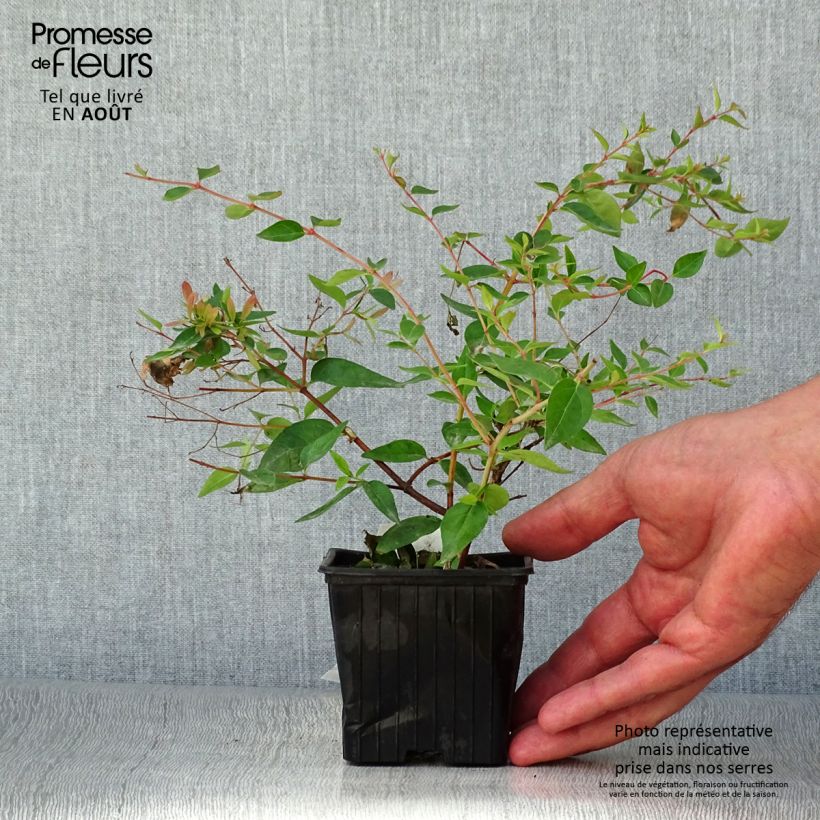 Esemplare di Abelia grandiflora Edward Goucher Vasetto da 8/9 cm consegnato in estate