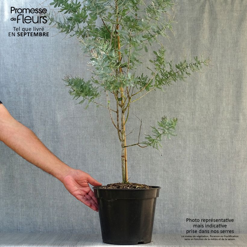 Esemplare di Acacia baileyana Songlines - Mimosa di Bailey Vaso da 6L/7L come consegnato in autunno