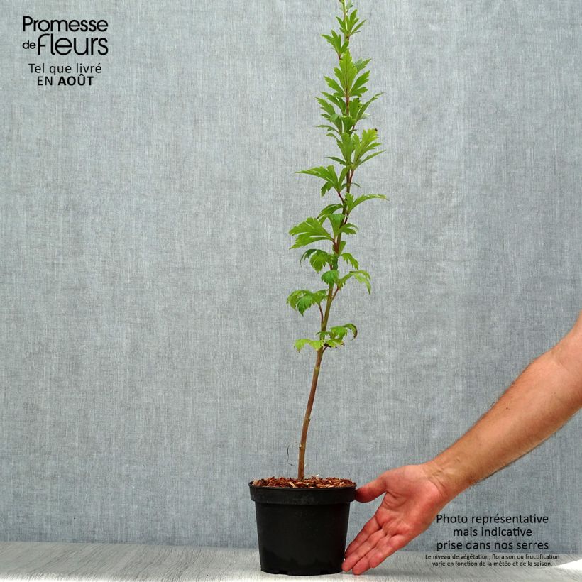 Esemplare di Aconitum carmichaelii Arendsii - Aconito Vaso da 2L/3L consegnato in estate