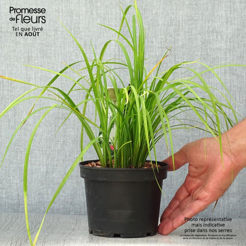 Esemplare di Acorus gramineus Licorice - Piccolo calamo Vaso da 1,5L/2L consegnato in estate