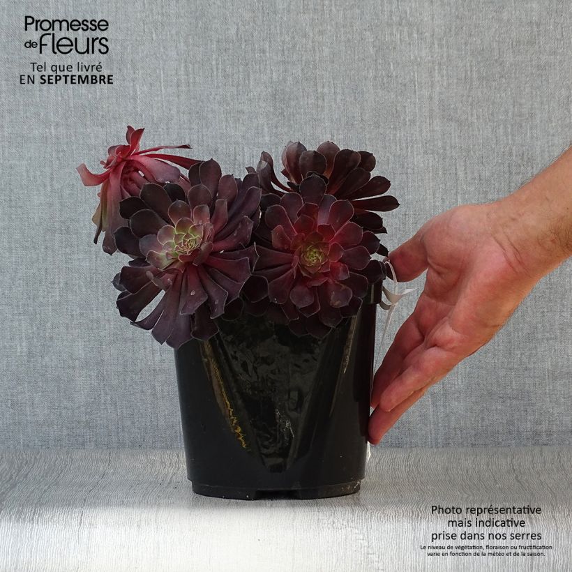 Esemplare di Aeonium arboreum Tip Top Vaso da 3L/4L come consegnato in autunno