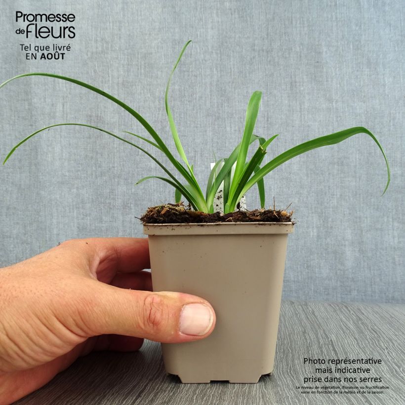 Esemplare di Agapanthus Ever White Vasetto da 8/9 cm consegnato in estate
