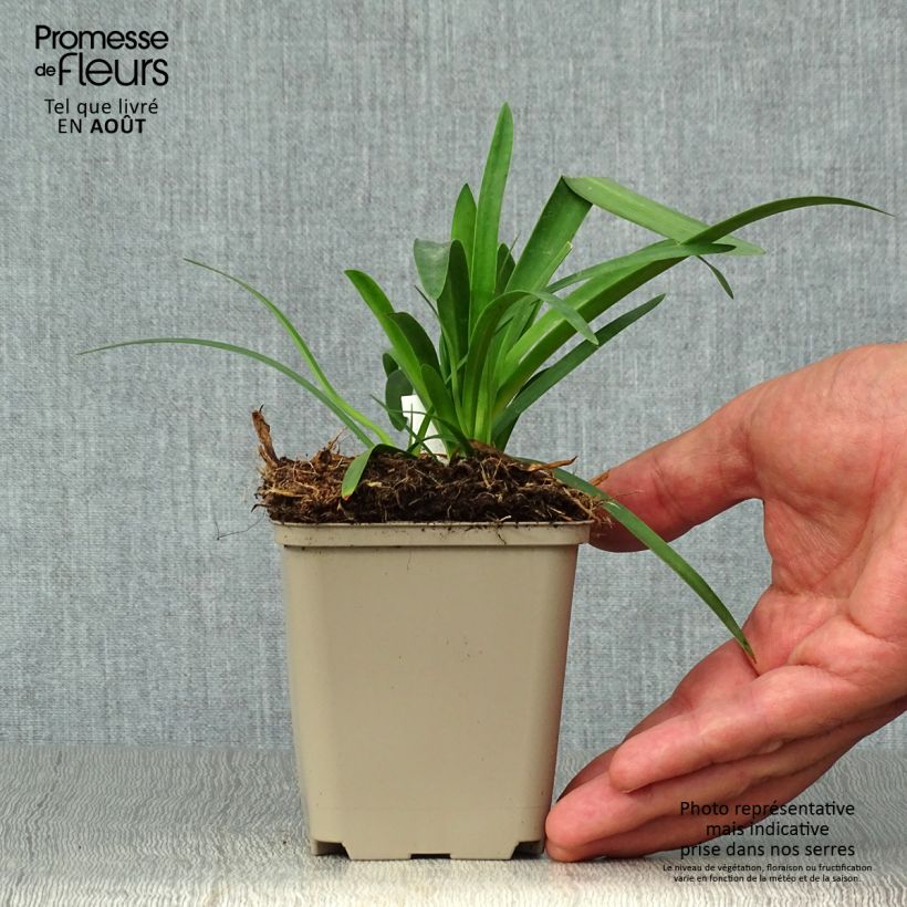 Esemplare di Agapanthus Thumbelina Vasetto da 8/9 cm consegnato in estate