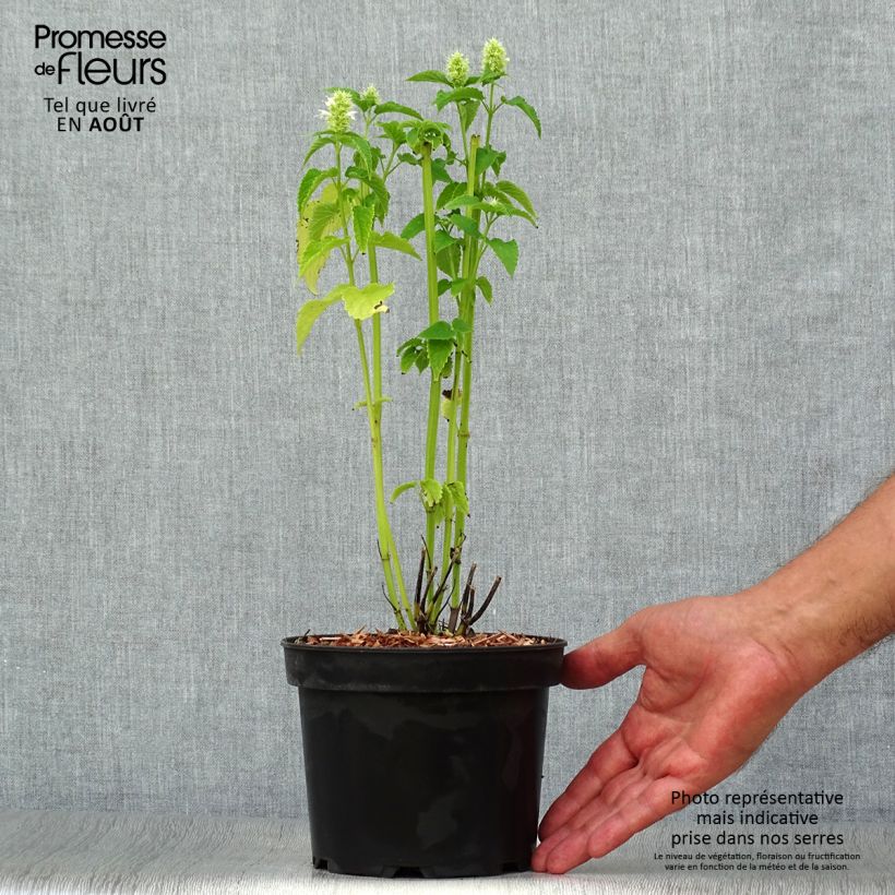 Esemplare di Agastache rugosa Alabaster - Menta coreana Vaso da 2L/3L consegnato in estate