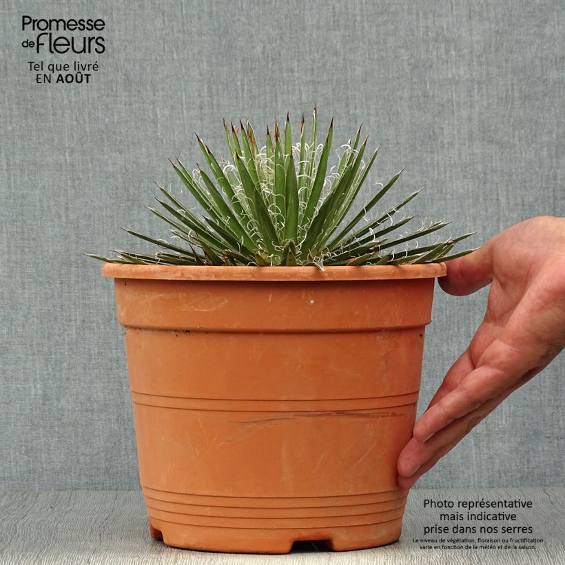 Esemplare di Agave filifera Vaso da 1,5L/2L consegnato in estate