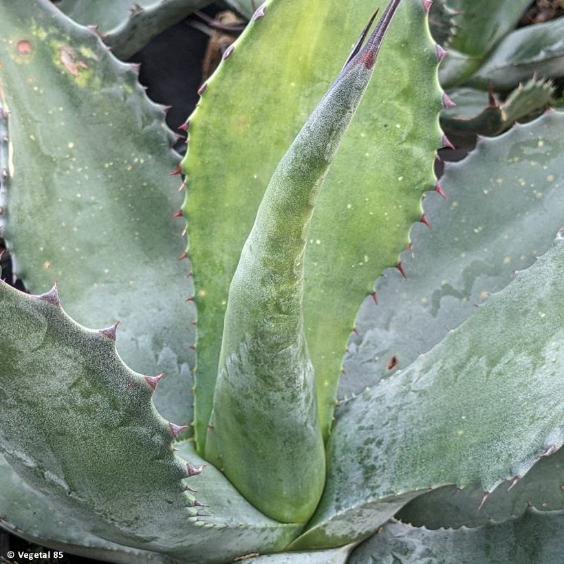Agave salmiana (Fogliame)