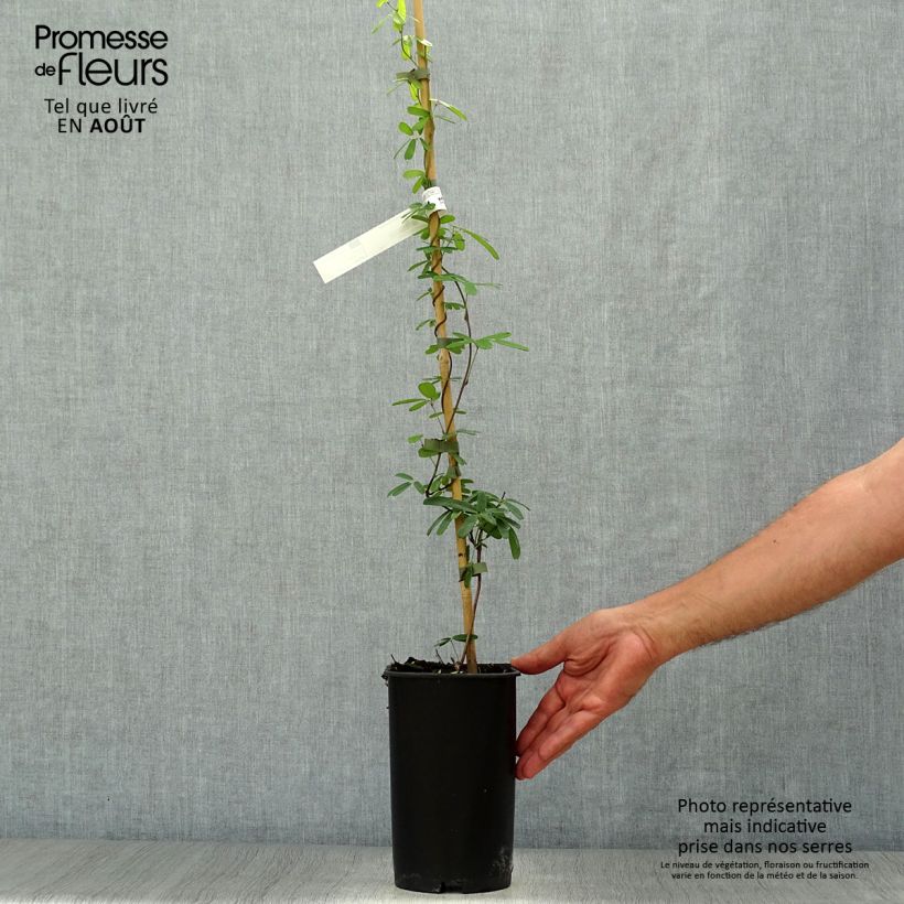 Esemplare di Akebia longeracemosa Vaso da 2L/3L consegnato in estate