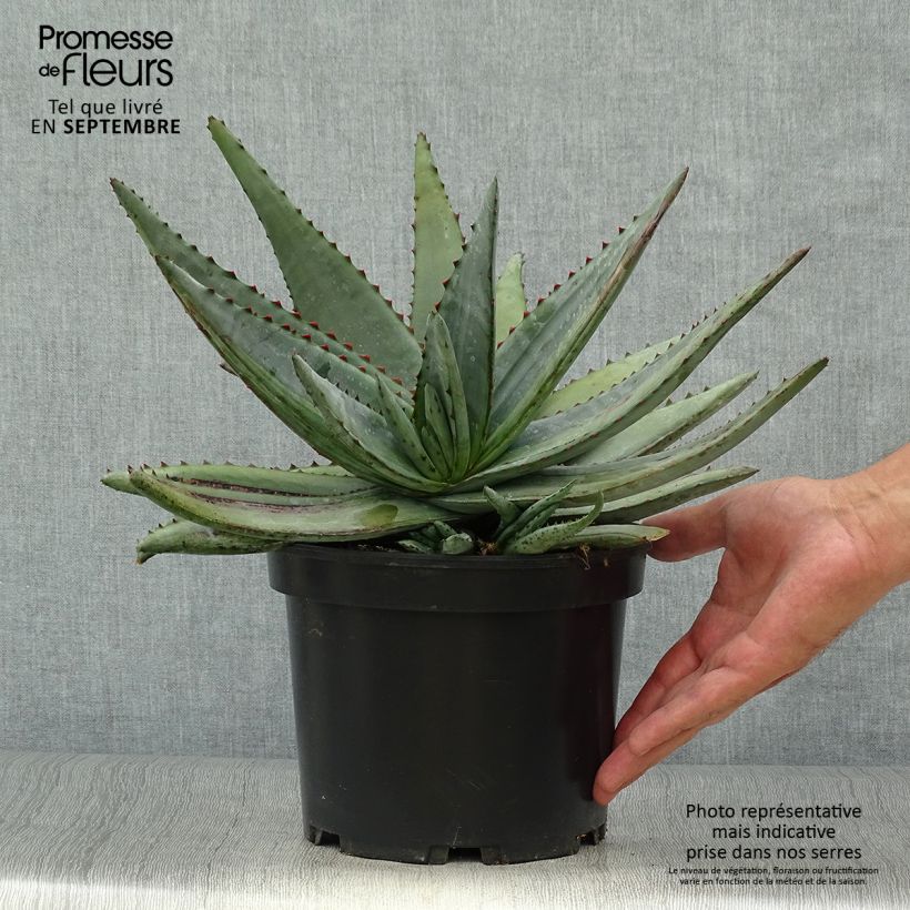 Esemplare di Aloe conifera Twirl Vaso da 3L/4L come consegnato in autunno