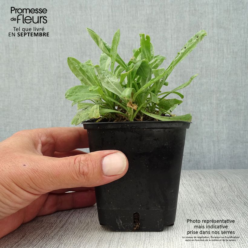 Esemplare di Alyssum saxatilis Compactum - Alisso giallo Vasetto da 8/9 cm come consegnato in autunno